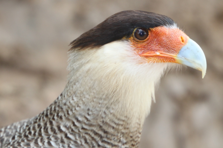 caracara